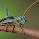 ALEAF THE NOISY CRICKET (ALNCLIQPRO511) BLUE