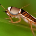 ALEAF THE NOISY CRICKET (ALNC5039_BL)